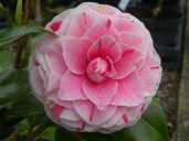 j. Bonomiana